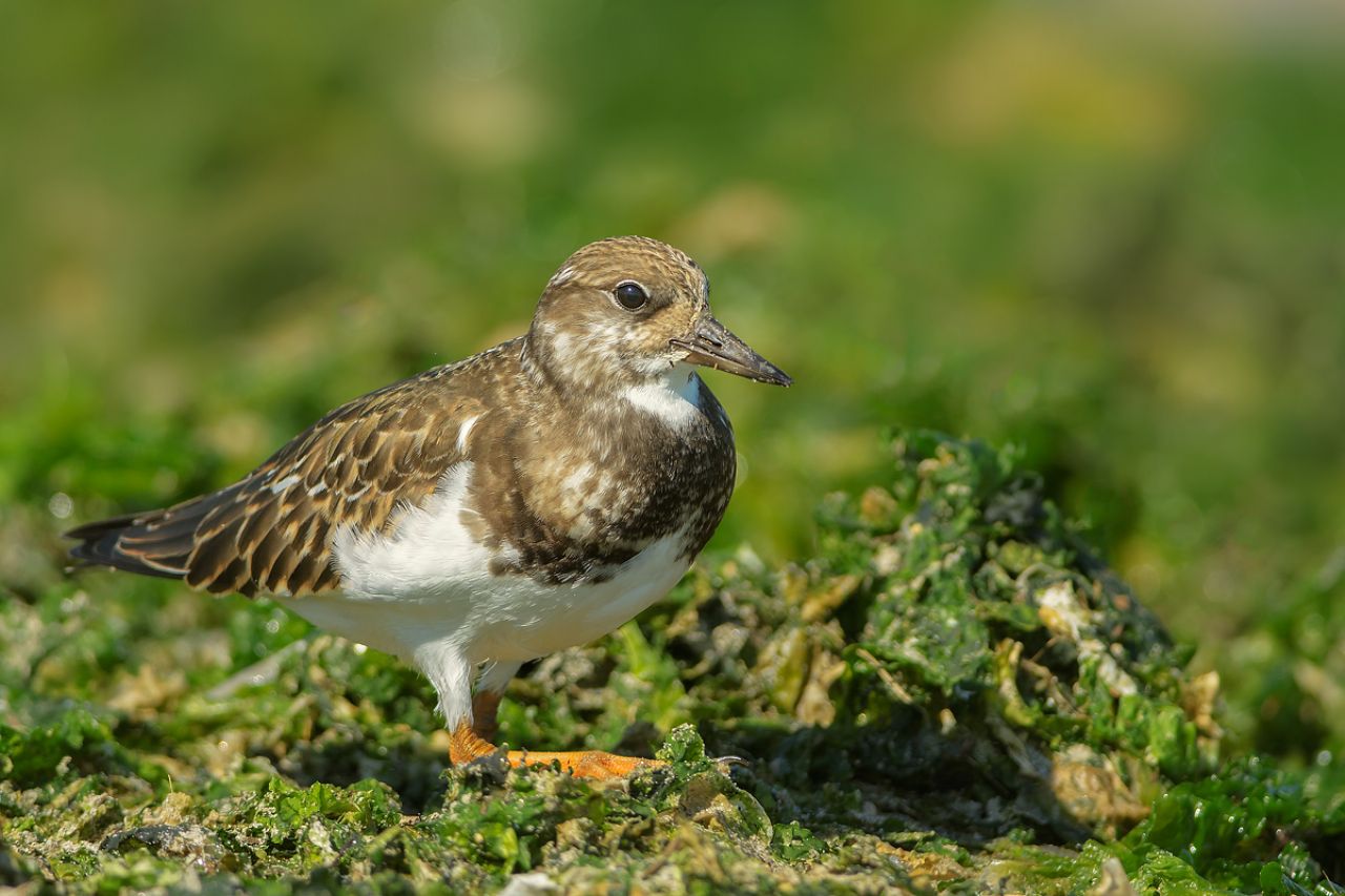 Voltapietre (Arenaria interpres)